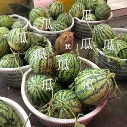 娱乐吃瓜制作,吃瓜群众必看的幕后故事  第3张