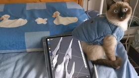 暹罗猫建模爆料视频,揭秘虚拟宠物的魅力与制作过程 第1张 暹罗猫建模爆料视频,揭秘虚拟宠物的魅力与制作过程 第1张